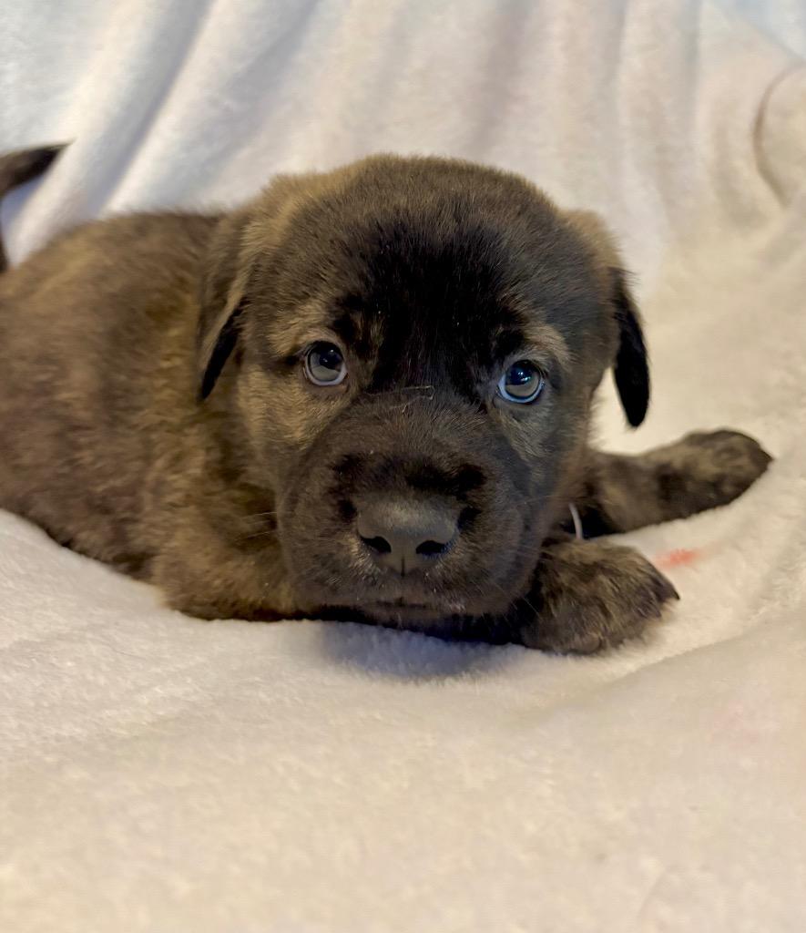 Enlarge Cubchoo, a Adoptable mixed breed in Reno, NV image 3/4