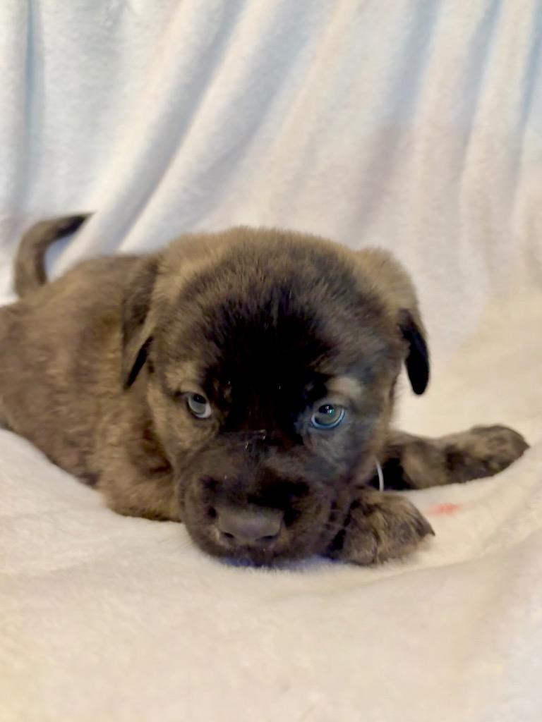 Enlarge Cubchoo, a Adoptable mixed breed in Reno, NV image 4/4