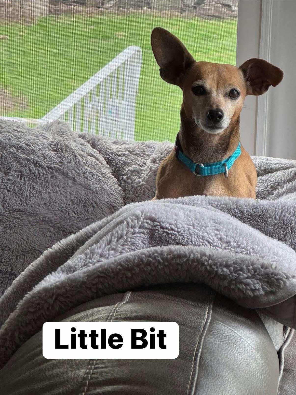 Little Bit, Senior Male Chihuahua