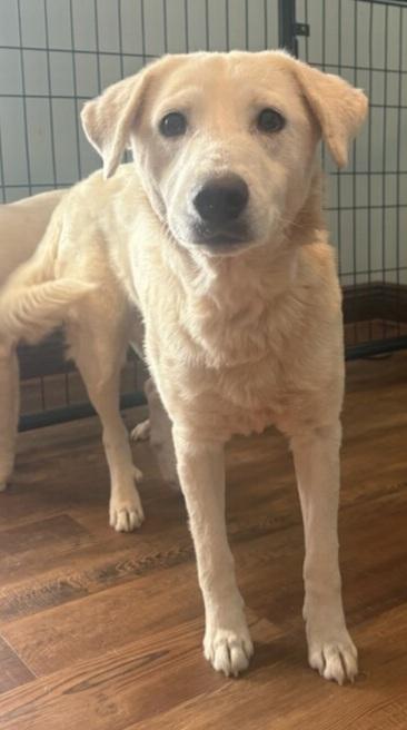 CHLOE & CALLIE, an adopted mixed breed in Louisville, OH image 2/3