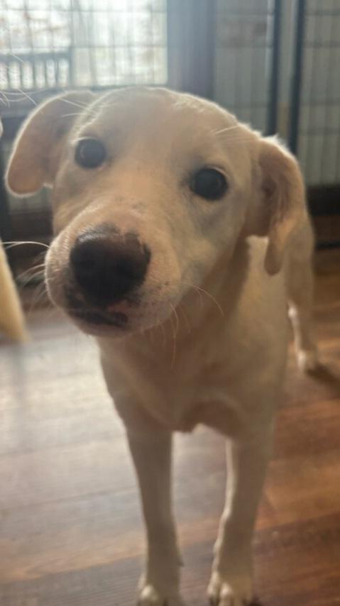 CHLOE & CALLIE, an adopted mixed breed in Louisville, OH image 3/3