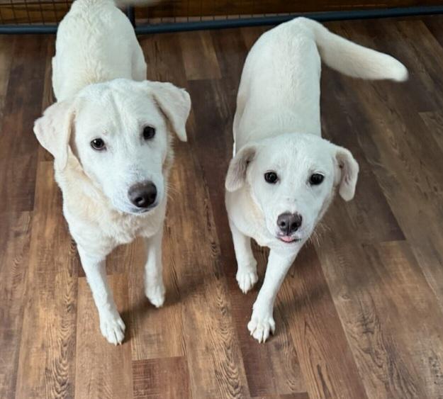 CHLOE & CALLIE, adopted, Adult Female Labrador Retriever.