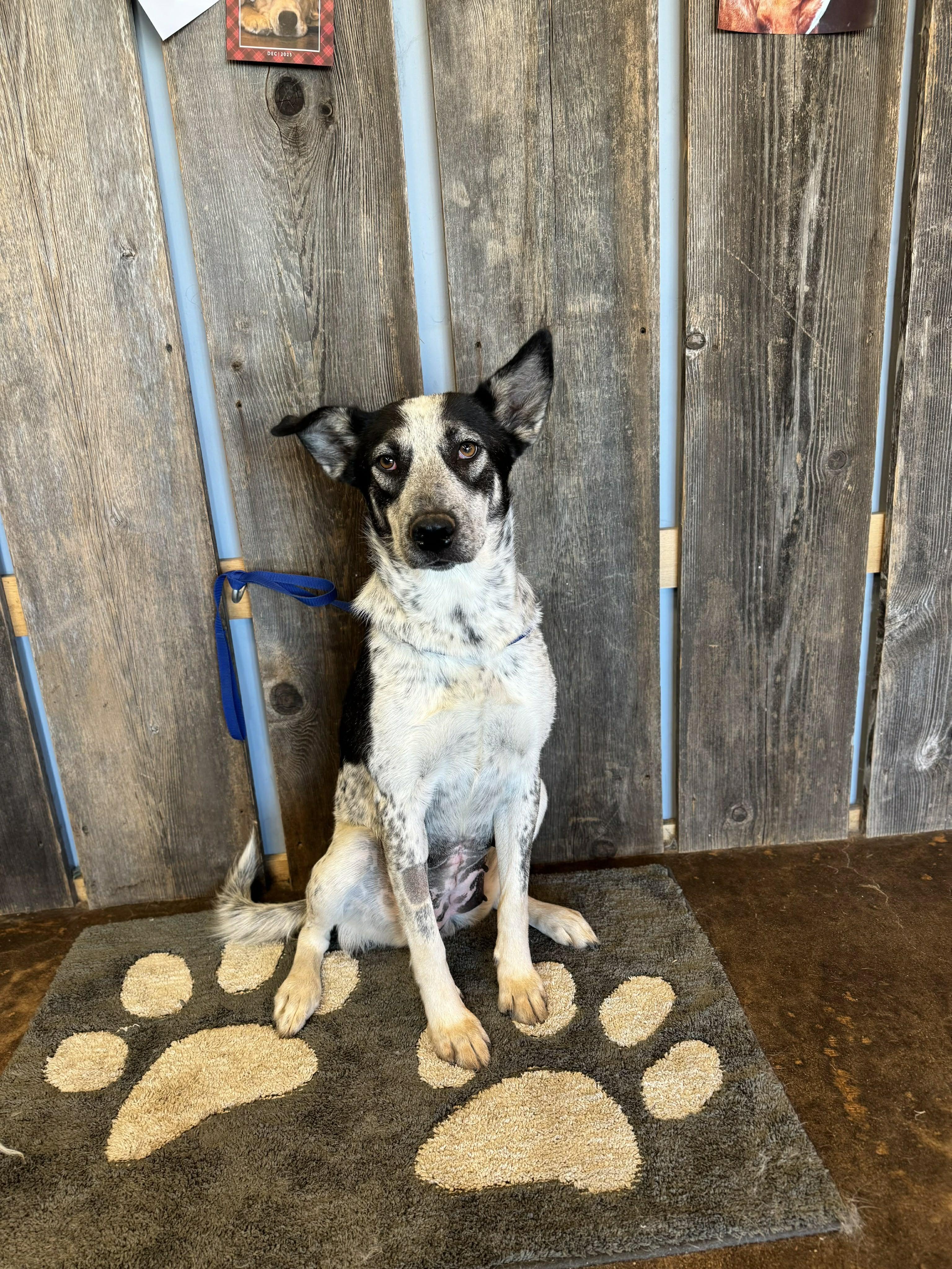 Enlarge COWGIRL   $425, a ADOPTABLE mixed breed in Milwaukee, WI image 2/5