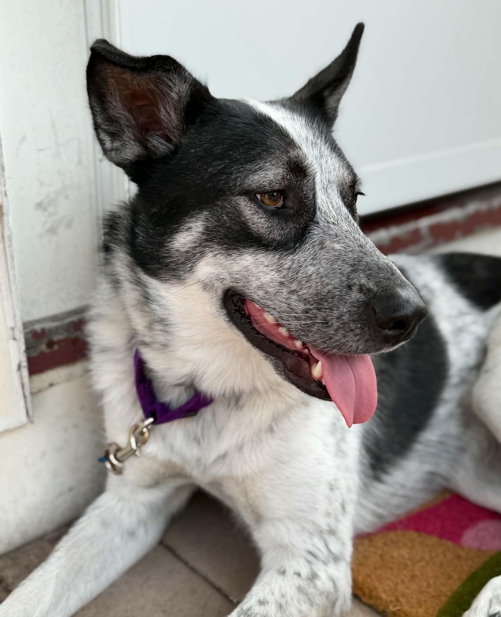 Enlarge COWGIRL   $425, a ADOPTABLE mixed breed in Milwaukee, WI image 2/5