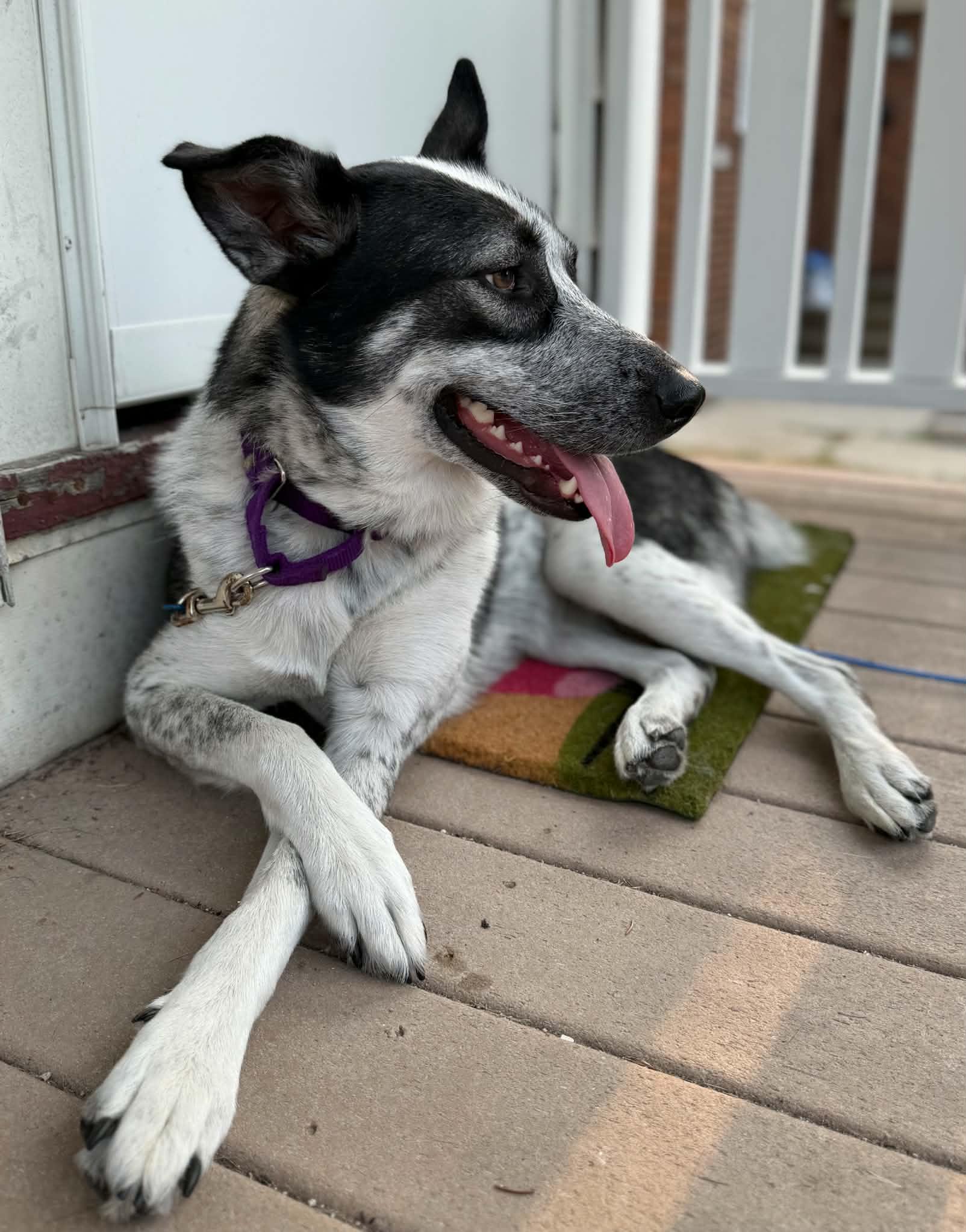 Enlarge COWGIRL   $425, a ADOPTABLE mixed breed in Milwaukee, WI image 3/5