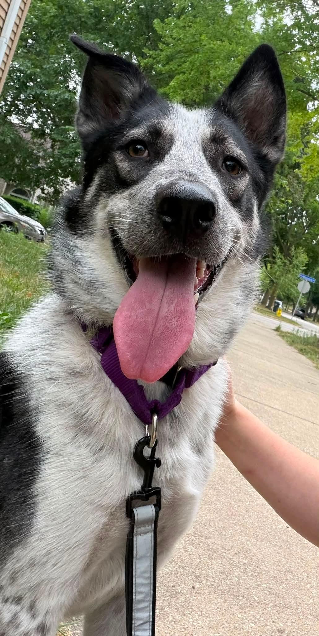 Enlarge COWGIRL   $425, a ADOPTABLE mixed breed in Milwaukee, WI image 4/5