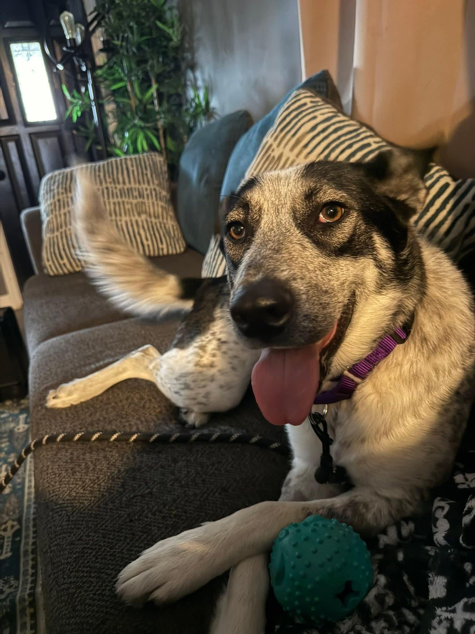 Enlarge COWGIRL   $425, a ADOPTABLE mixed breed in Milwaukee, WI image 1/5