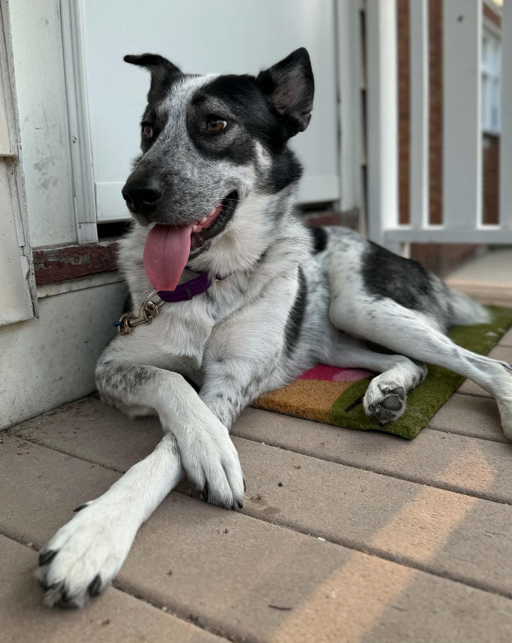 Enlarge COWGIRL   $425, a ADOPTABLE mixed breed in Milwaukee, WI image 5/5