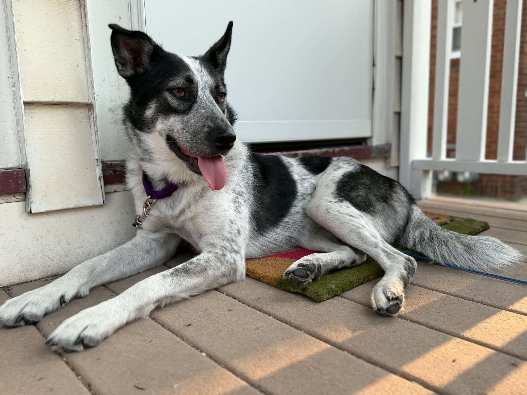 Enlarge COWGIRL   $425, a ADOPTABLE mixed breed in Milwaukee, WI image 1/5