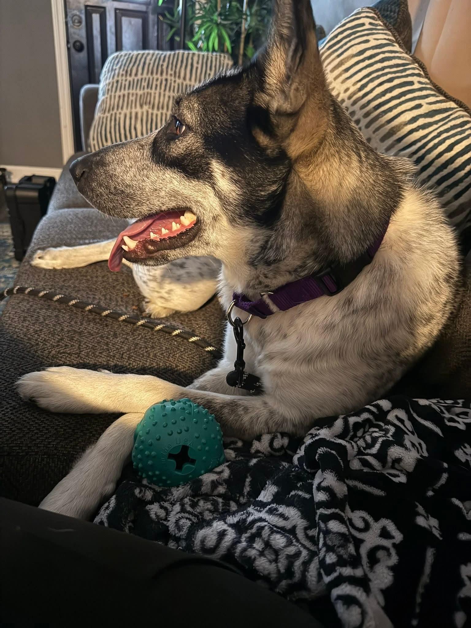 Enlarge COWGIRL   $425, a ADOPTABLE mixed breed in Milwaukee, WI image 4/5