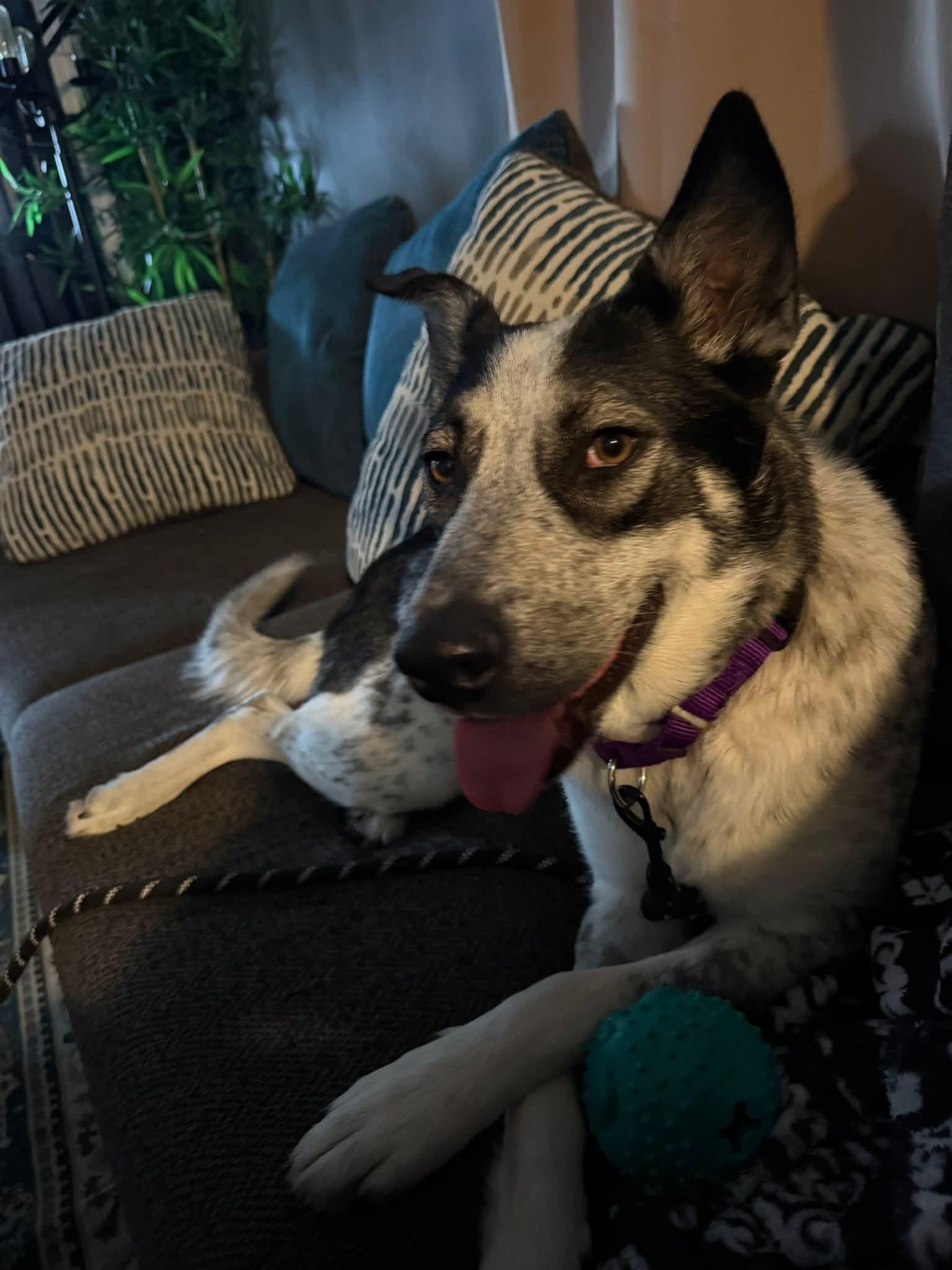 Enlarge COWGIRL   $425, a ADOPTABLE mixed breed in Milwaukee, WI image 3/5