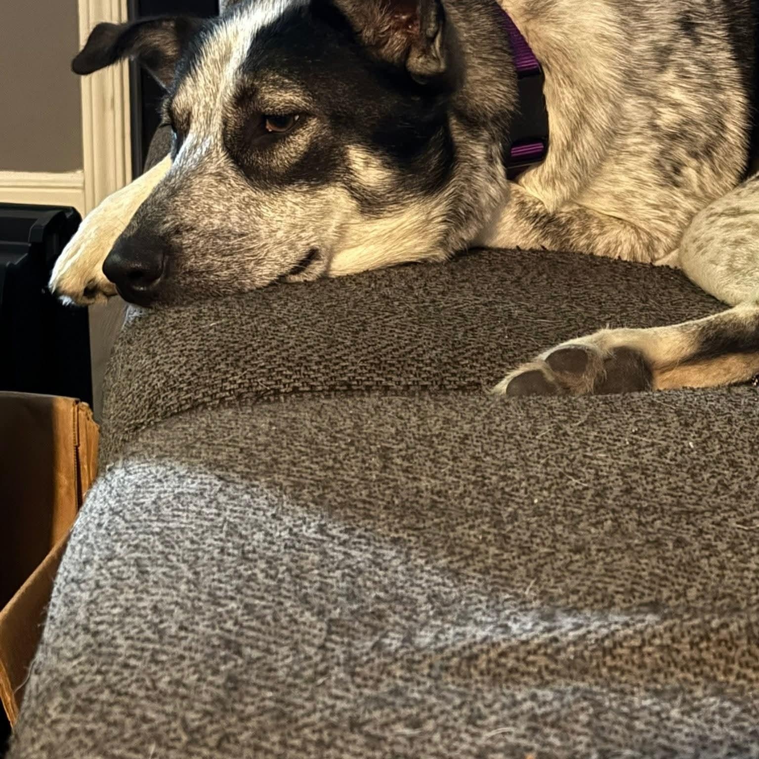 Enlarge COWGIRL   $425, a ADOPTABLE mixed breed in Milwaukee, WI image 5/5