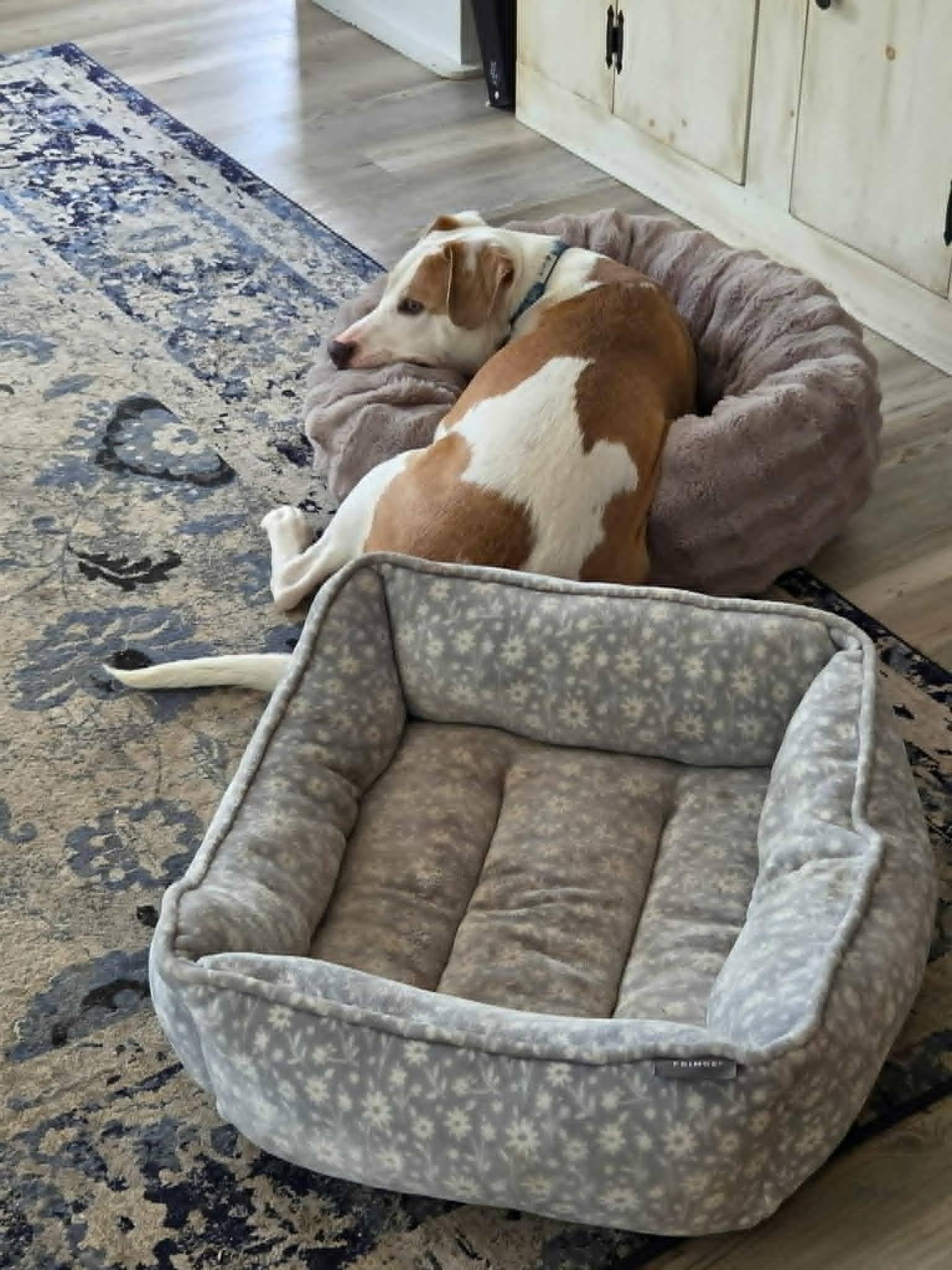 Enlarge Charming, a ADOPTABLE mixed breed in Brunswick, ME image 3/5