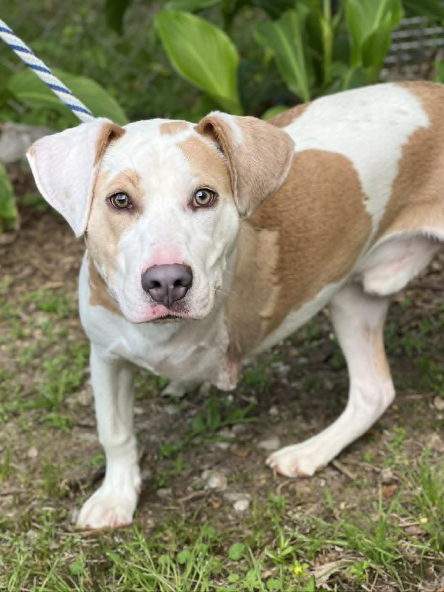 Enlarge Charming, a ADOPTABLE mixed breed in Brunswick, ME image 4/5
