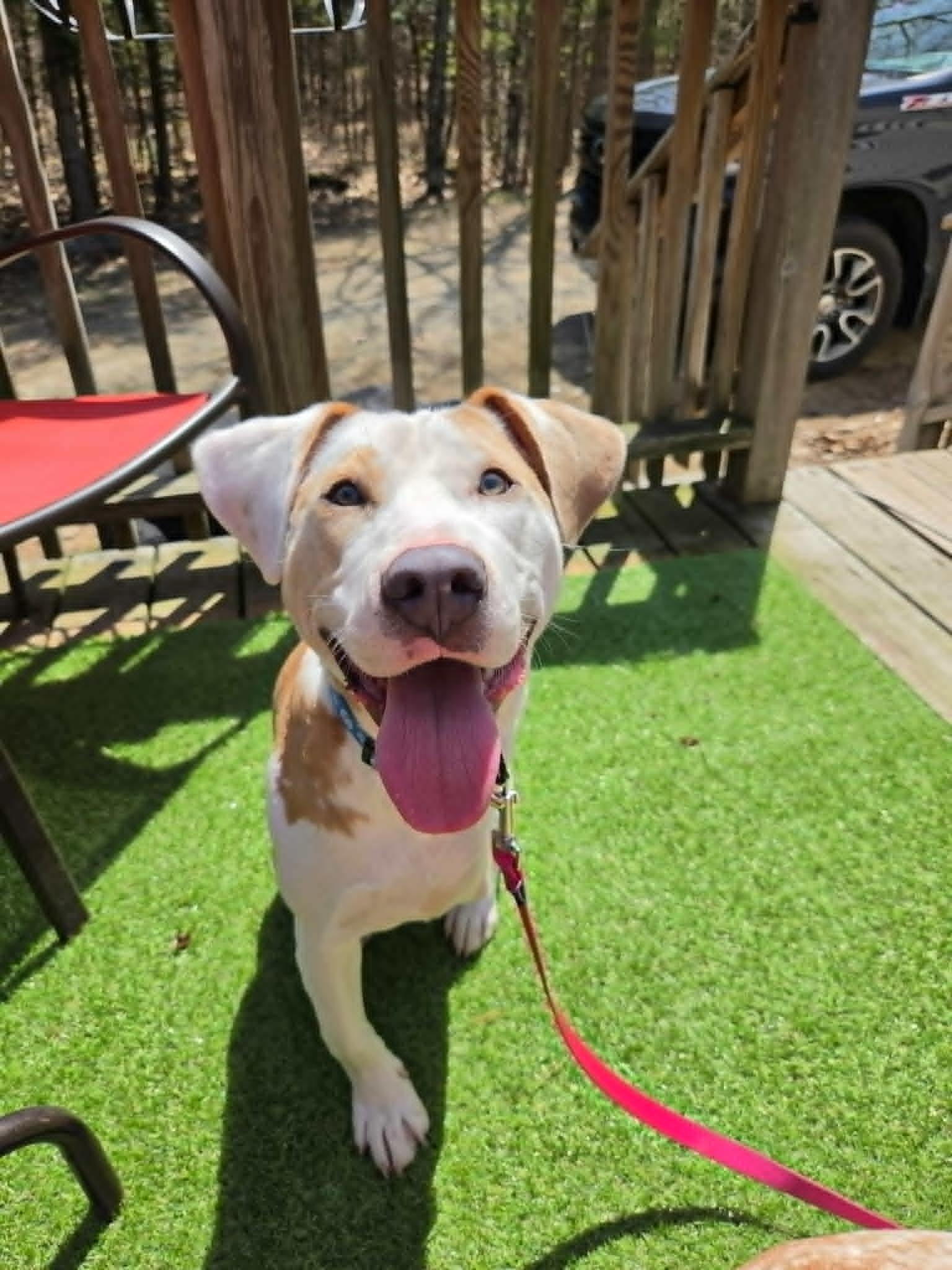 Enlarge Charming, a ADOPTABLE mixed breed in Brunswick, ME image 2/5