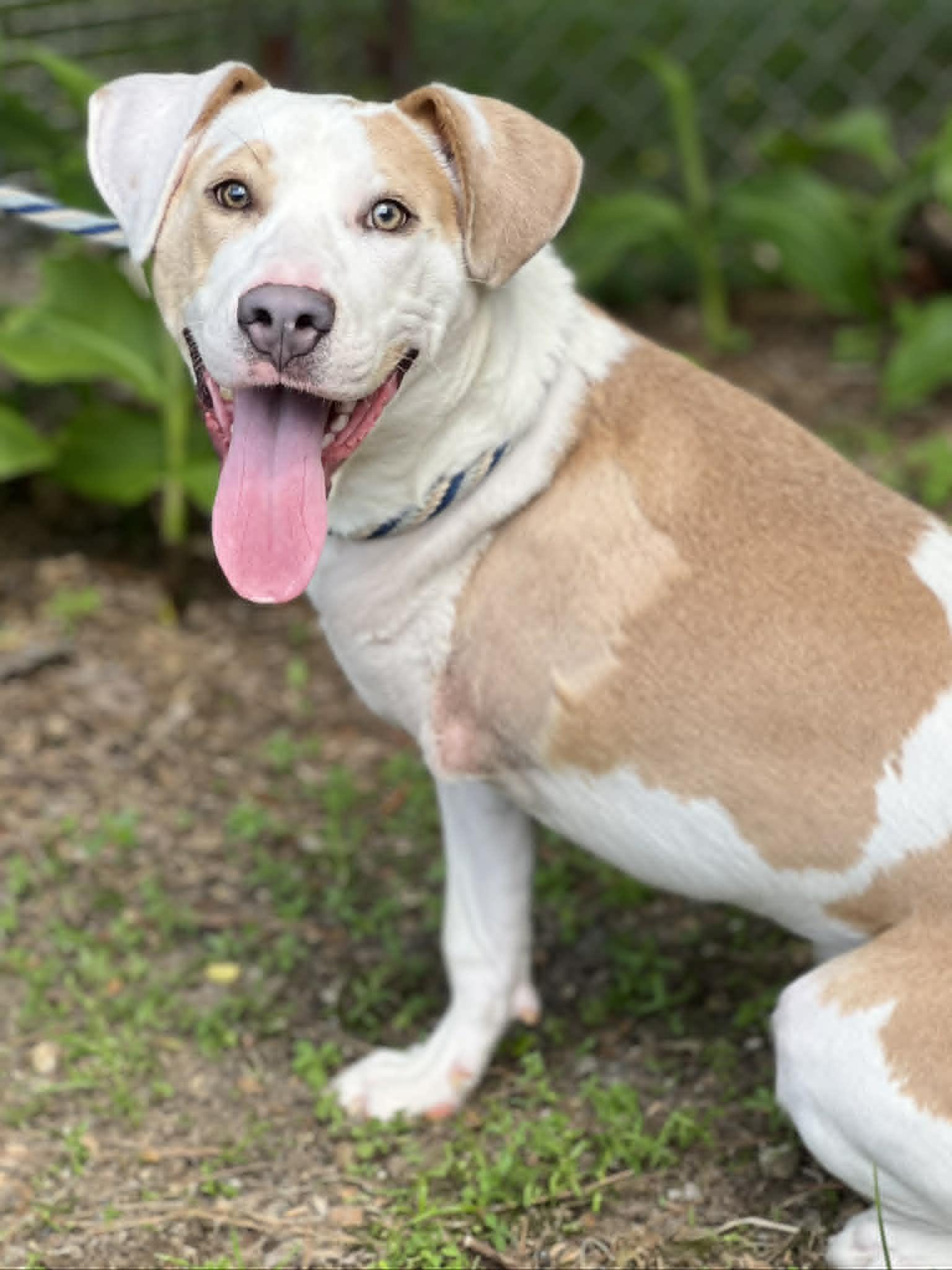 Enlarge Charming, a ADOPTABLE mixed breed in Brunswick, ME image 5/5