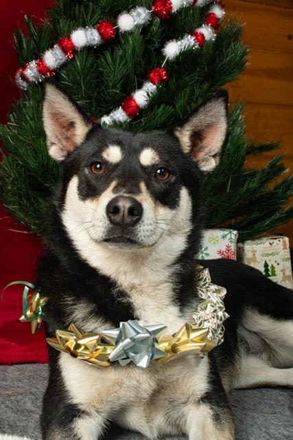 Enlarge Cora, a Adoptable mixed breed in Forest Falls, CA image 3/5