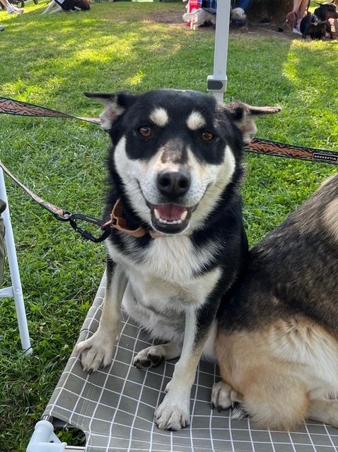 Enlarge Cora, a Adoptable mixed breed in Forest Falls, CA image 5/5