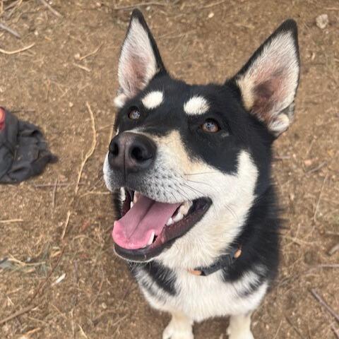 Enlarge Cora, a Adoptable mixed breed in Forest Falls, CA image 2/5