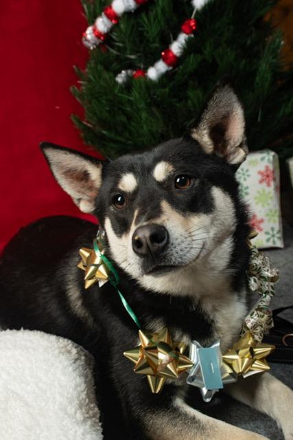 Enlarge Cora, a Adoptable mixed breed in Forest Falls, CA image 1/5
