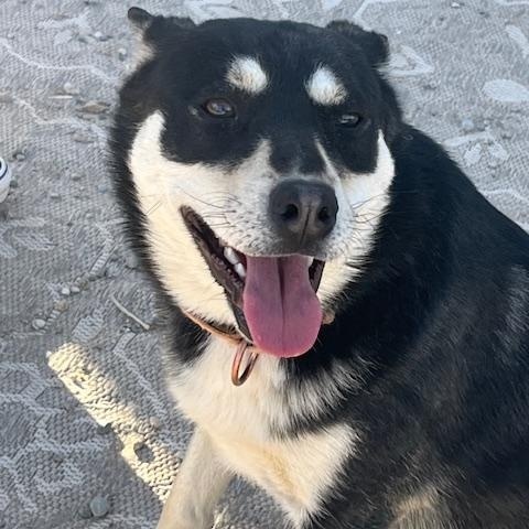 Enlarge Cora, a Adoptable mixed breed in Forest Falls, CA image 4/5