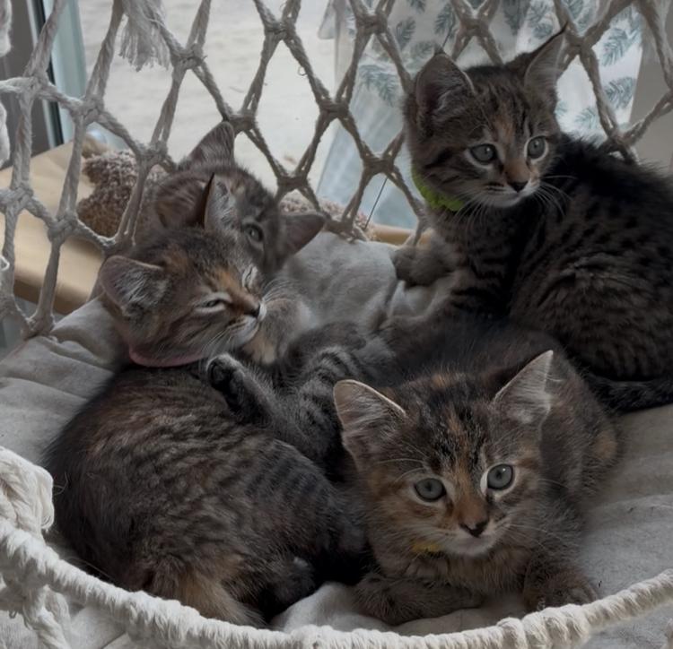 Enlarge Wilson, a ADOPTABLE Domestic Short Hair in Huffman, TX image 1/3