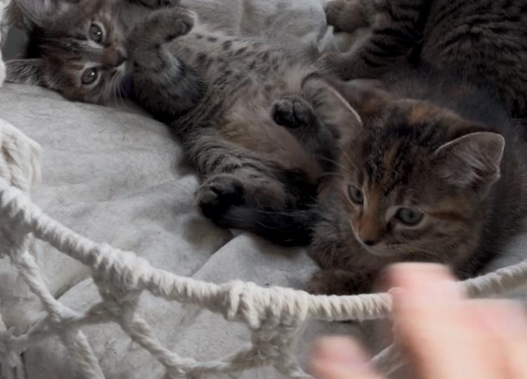 Enlarge Wilson, a ADOPTABLE Domestic Short Hair in Huffman, TX image 2/3