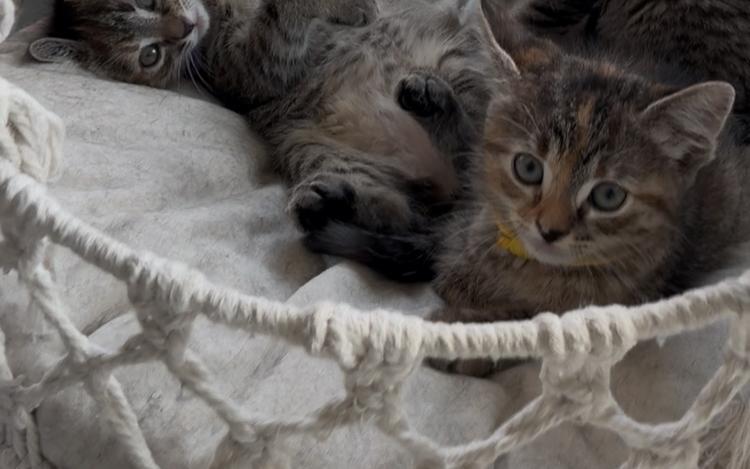 Enlarge Wilson, a ADOPTABLE Domestic Short Hair in Huffman, TX image 3/3