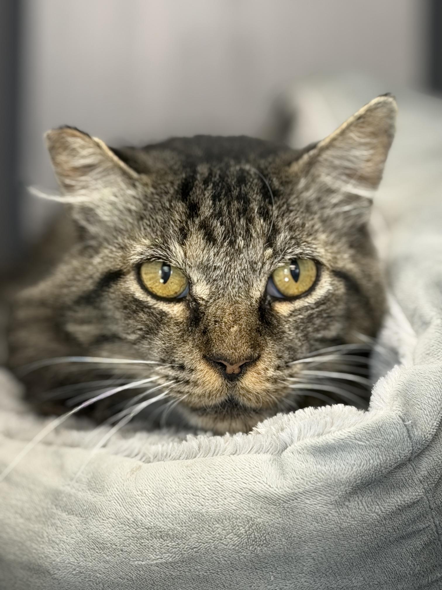 Enlarge Tito, a Adoptable Domestic Long Hair in Gardnerville, NV image 2/2
