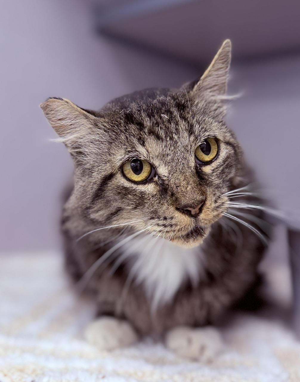 Tito, Adoptable, Adult Male Domestic Long Hair.
