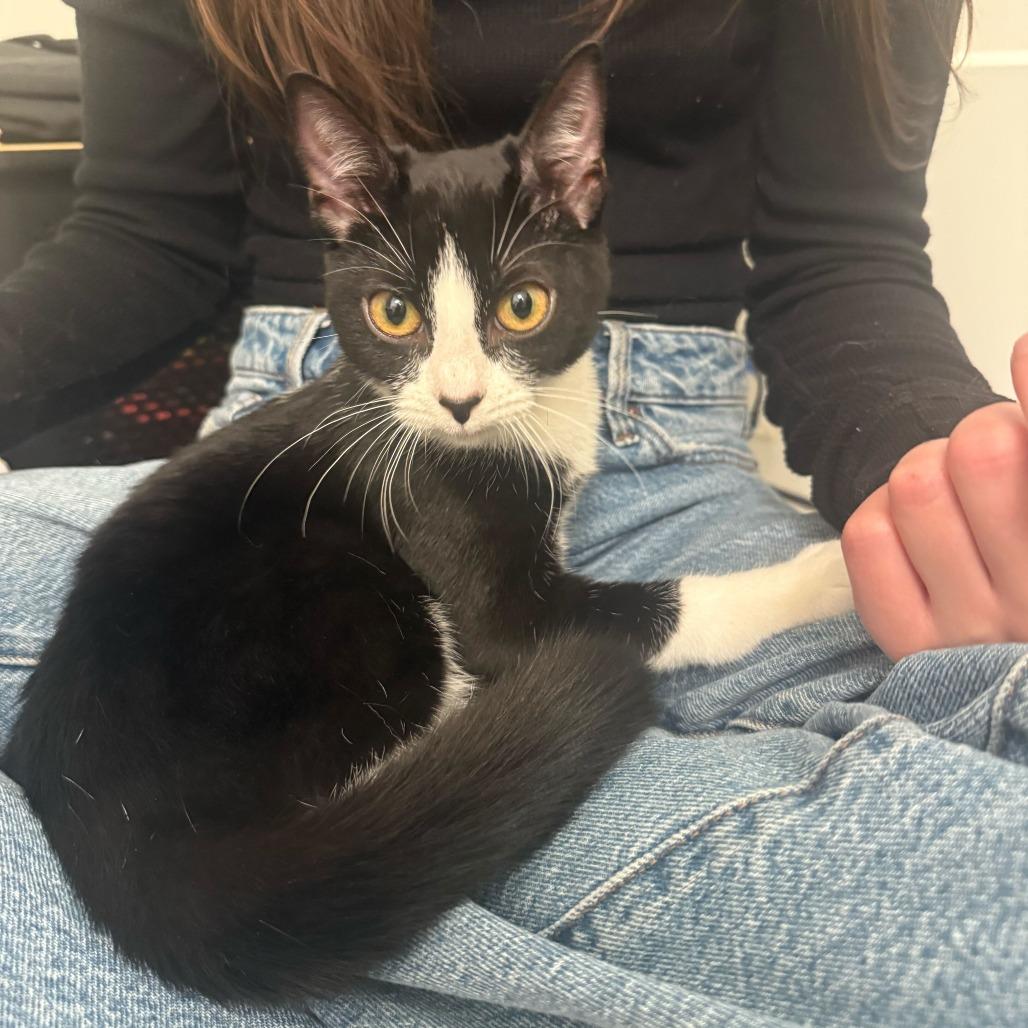 Maxine (F1), Adoptable, Kitten Female Domestic Short Hair.