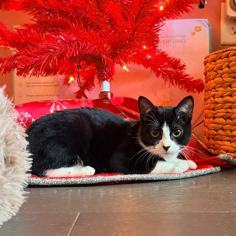 Enlarge Maxine (F1), a Adoptable Domestic Short Hair in Charlotte, NC image 2/3