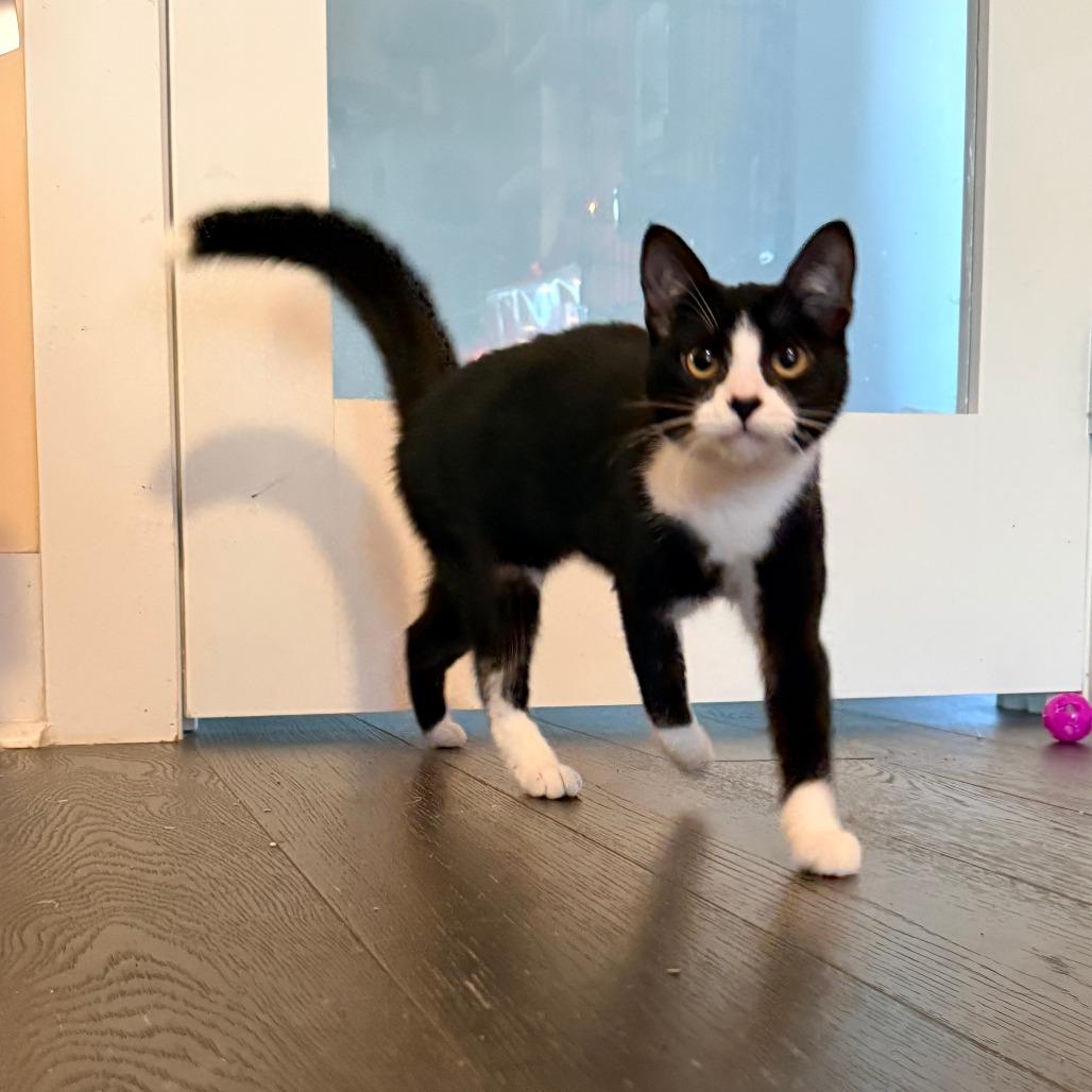 Enlarge Maxine (F1), a Adoptable Domestic Short Hair in Charlotte, NC image 3/3