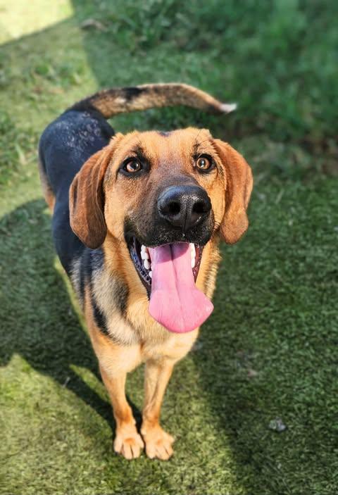Winnie, Adoptable, Young Female Hound.