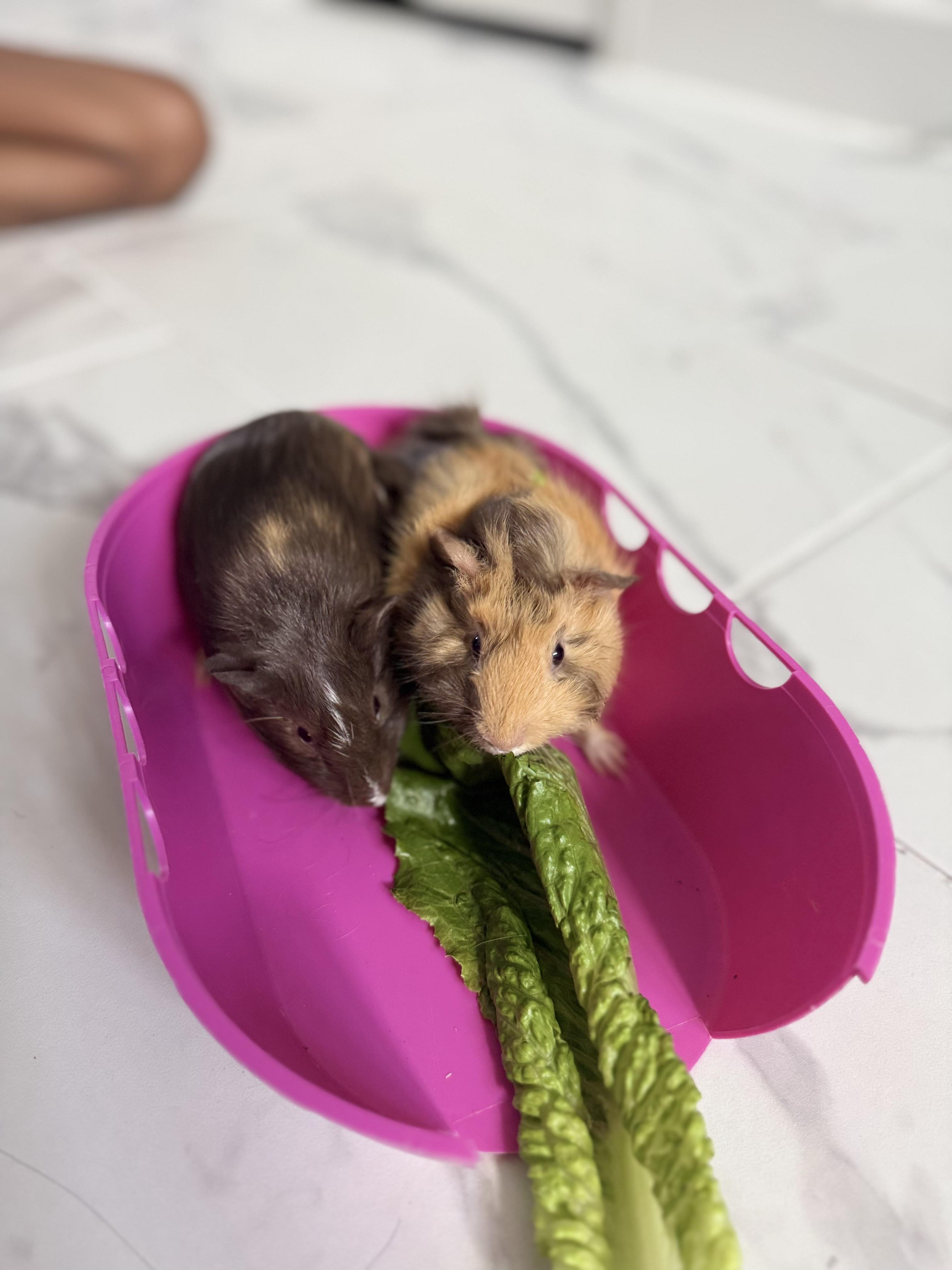 Enlarge Philly & Panini, a Adoptable Guinea Pig in Austin, TX image 2/5