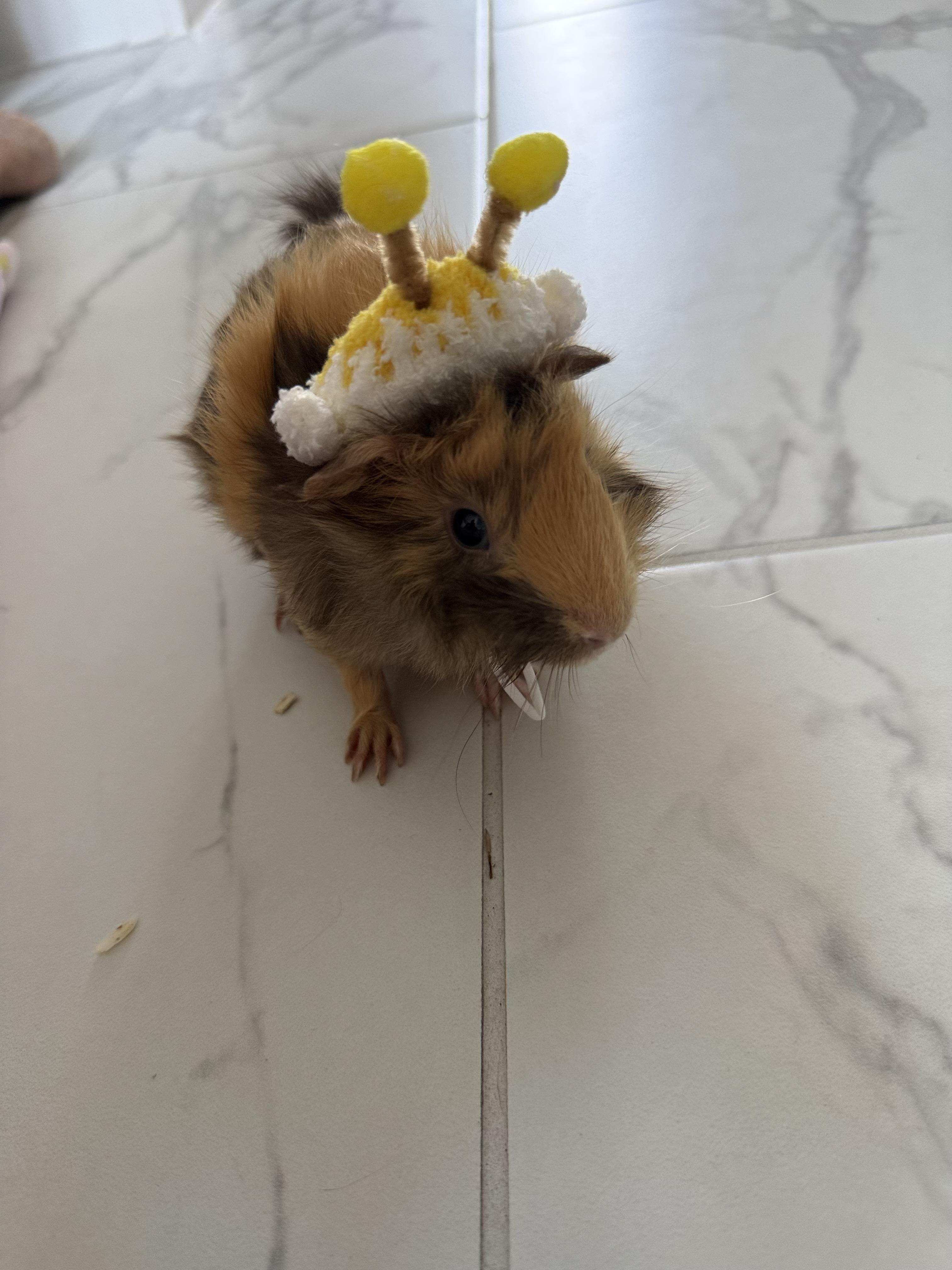 Enlarge Philly & Panini, a Adoptable Guinea Pig in Austin, TX image 4/5