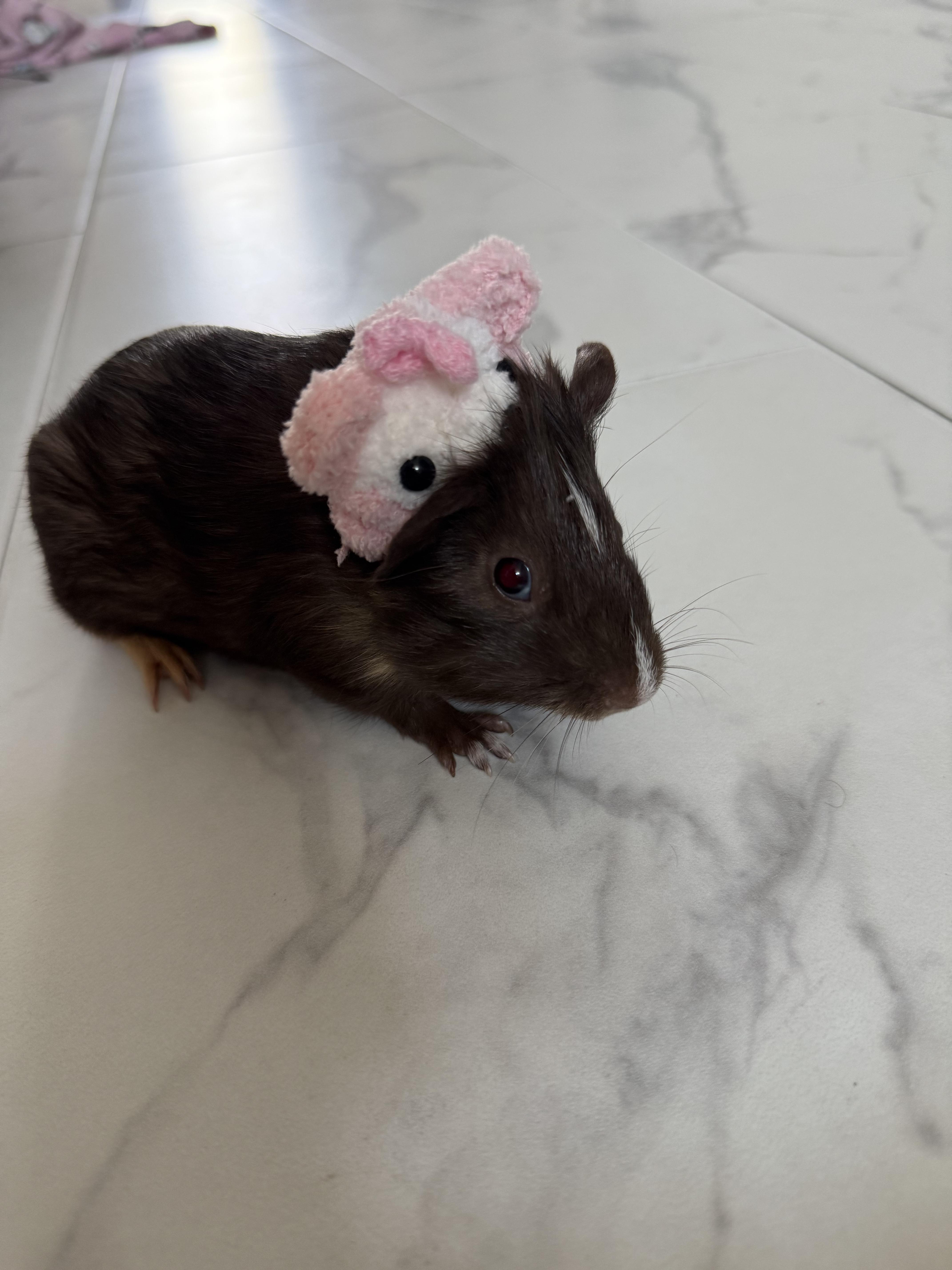 Enlarge Philly & Panini, a Adoptable Guinea Pig in Austin, TX image 5/5