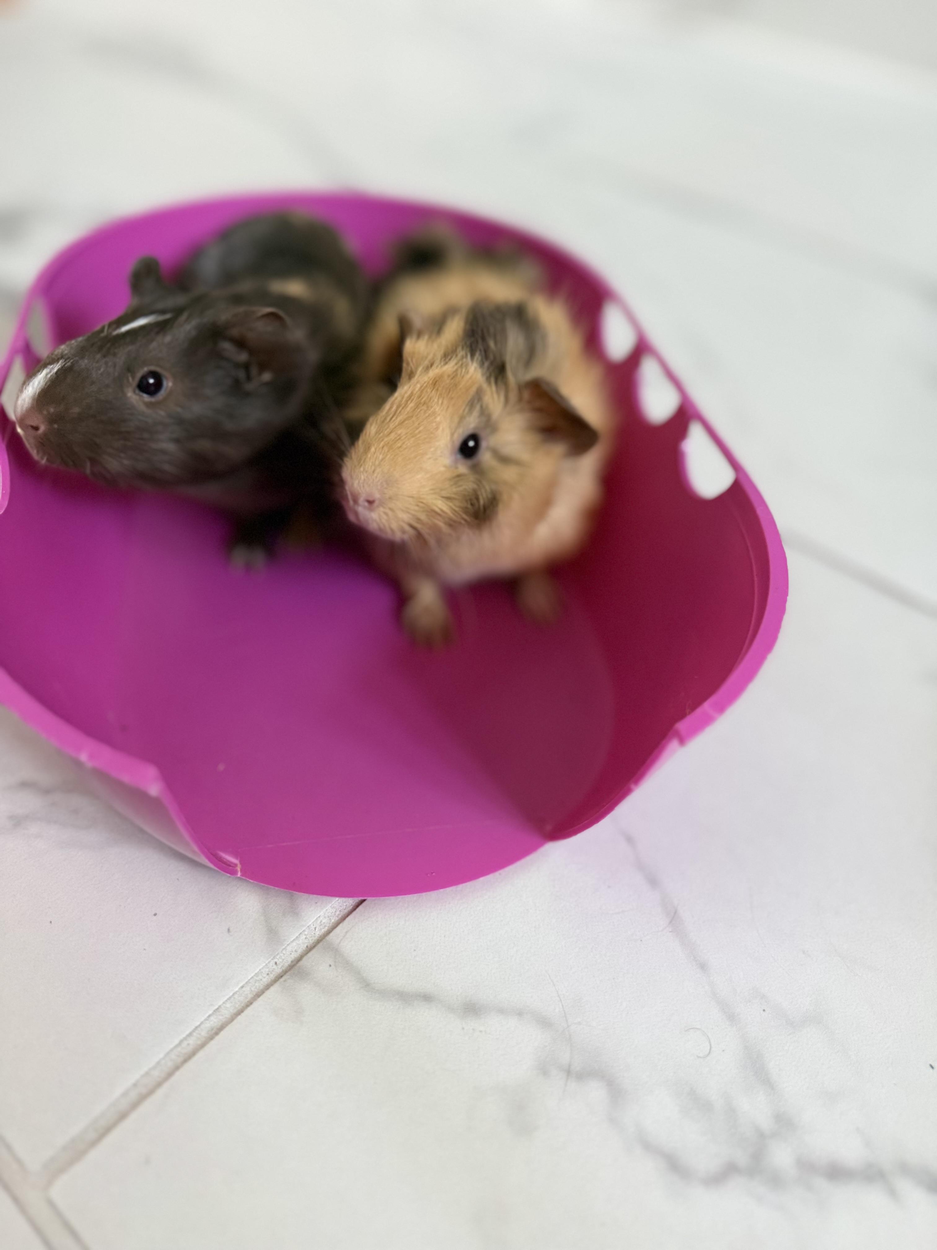 Enlarge Philly & Panini, a Adoptable Guinea Pig in Austin, TX image 3/5