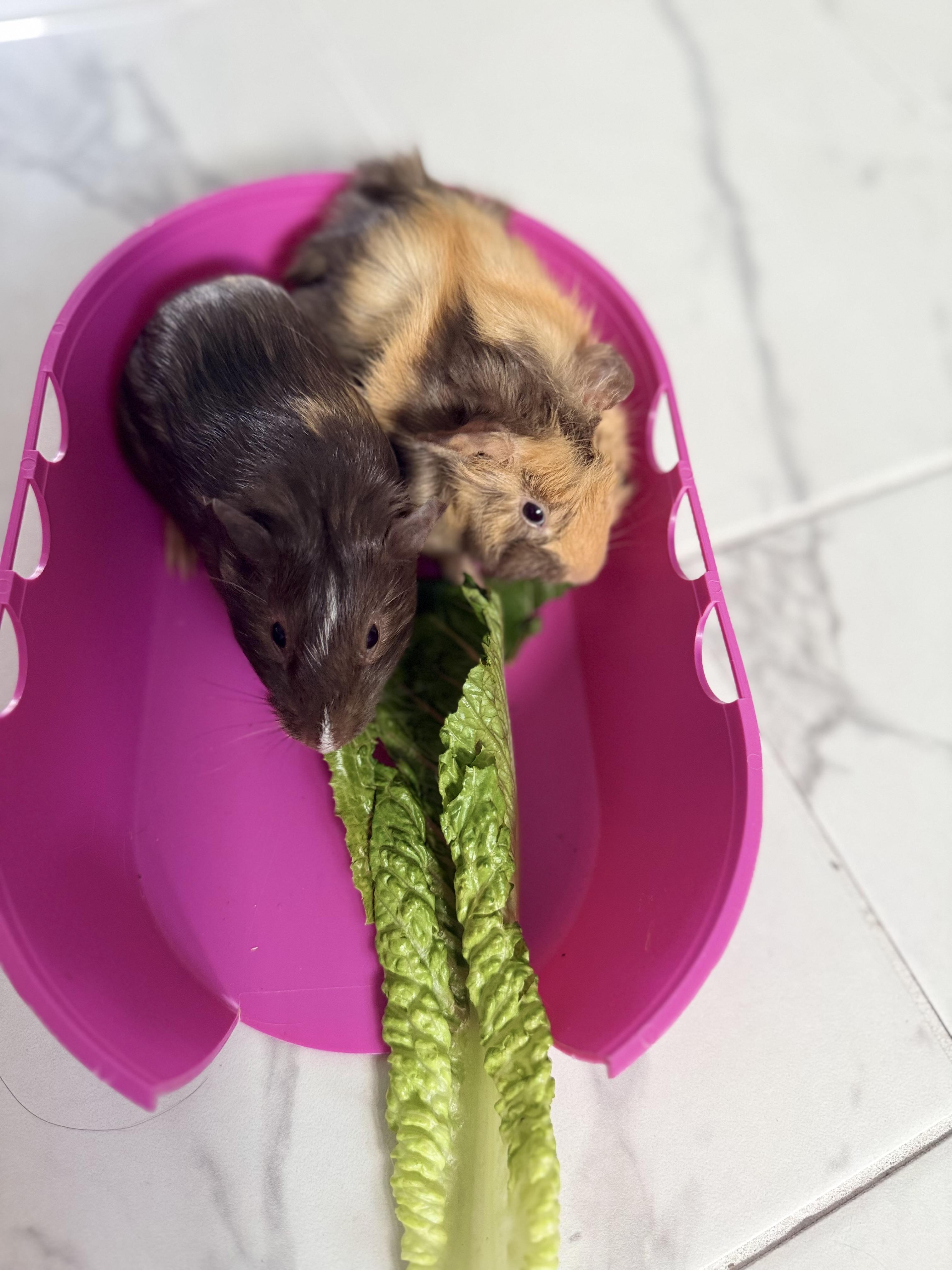 Enlarge Philly & Panini, a Adoptable Guinea Pig in Austin, TX image 1/5