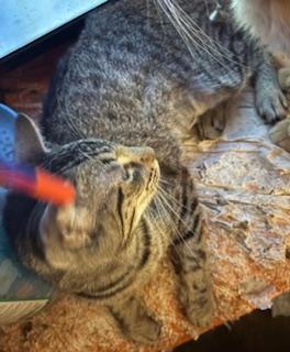 Kila, Adoptable, Adult Female Tabby.