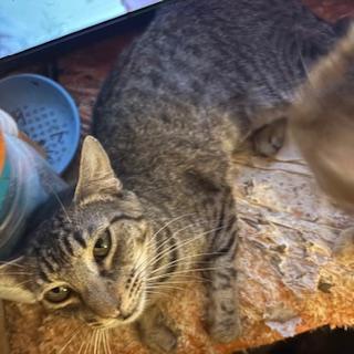 Enlarge Kila, a Adoptable Tabby in Mesquite, TX image 2/3