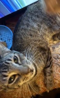 Enlarge Kila, a Adoptable Tabby in Mesquite, TX image 3/3