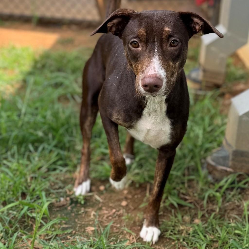 Sage, adopted, Adult Female Mixed Breed.