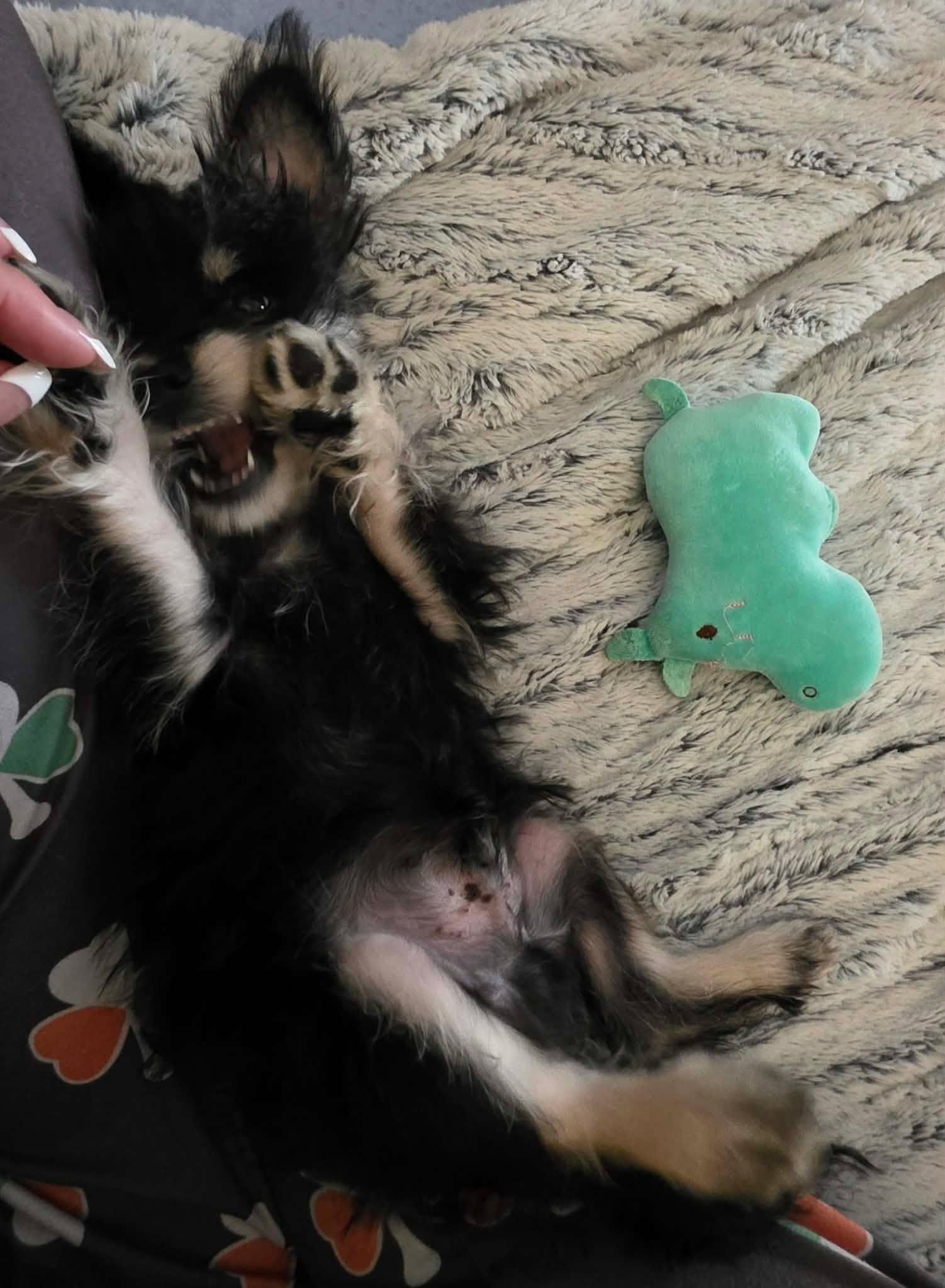 Enlarge Scrappy, an adoption pending mixed breed in Houston, TX image 2/6