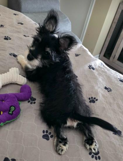 Enlarge Scrappy, an adoption pending mixed breed in Houston, TX image 3/6