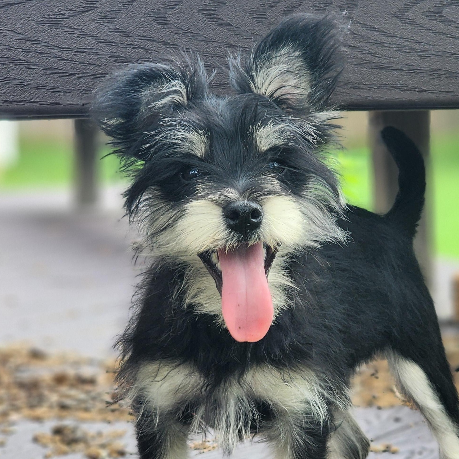 Enlarge Scrappy, an adoption pending mixed breed in Houston, TX image 1/6