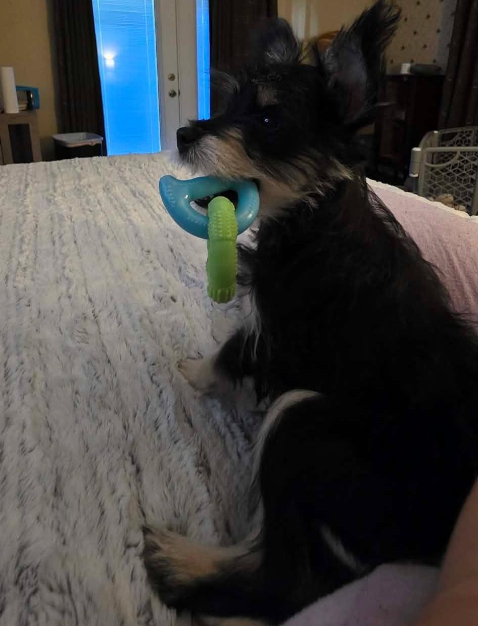 Enlarge Scrappy, an adoption pending mixed breed in Houston, TX image 6/6