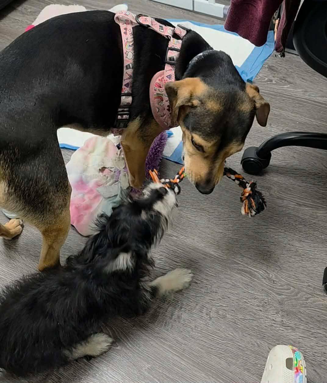 Enlarge Scrappy, an adoption pending mixed breed in Houston, TX image 4/6