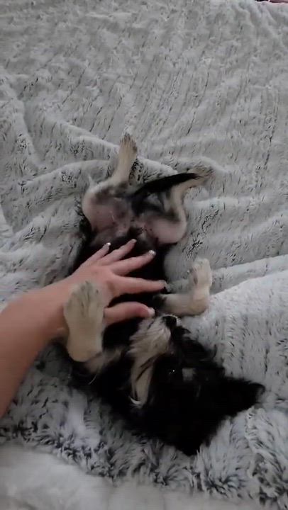 Enlarge Scrappy, an adoption pending mixed breed in Houston, TX video 5/6