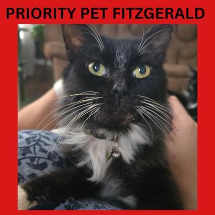 Fitzgerald `A PRIORITY PET`